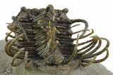 Well Prepared, Spiny Koneprusia Trilobite - Ofaten, Morocco #350489-5
